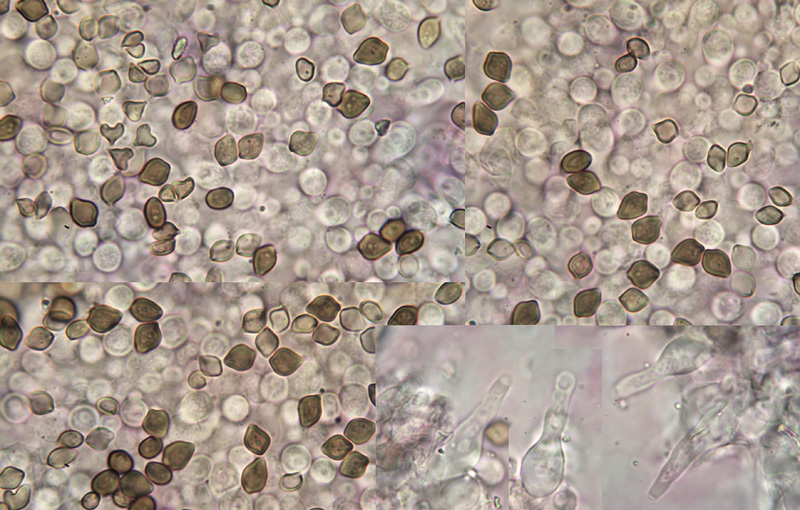 Deconica phyllogena spores cheilocystidia